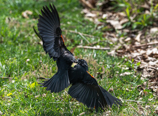 Fototapeta premium Pair of red-winged blackbirds fighting.