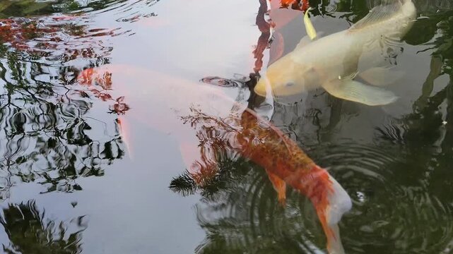 Close-up of golden red ornamental Koi, Bekko nishikigoi, with stretched barbels swimming in dark green waters of shallow outdoor pond
