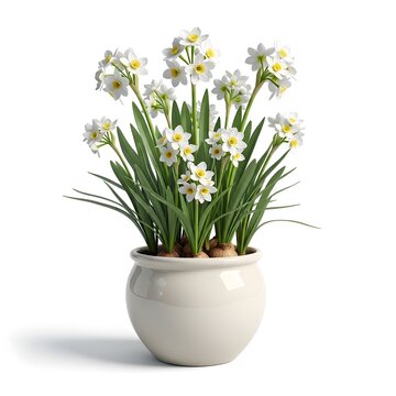 Many paperwhite narcissus plants with white flowers and visible bulbs in a pot