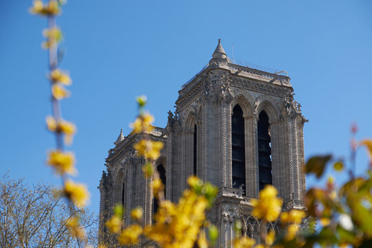 Notre-Dame Cathedral framed by forsythia blooms under clear blue spring sky