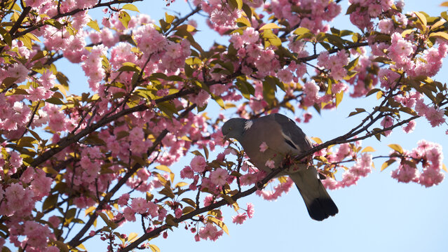 Prunus serrulata cherry blossoms branch with rock pigeon perched in spring