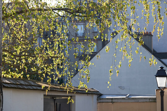 Birch branches framing Paris rooftop courtyard with classic street lamp in spring