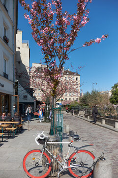 Cherry blossom tree and bicycle by Parisian caf&eacute; terrace along Seine quays