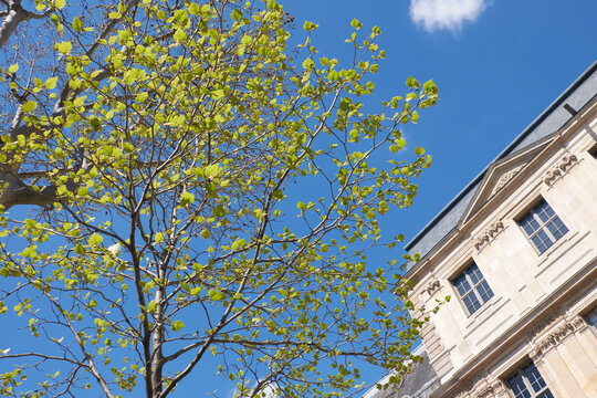 Tree with fresh spring leaves beside Haussmann building against blue Paris sky