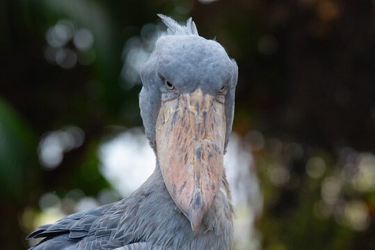 shoebill