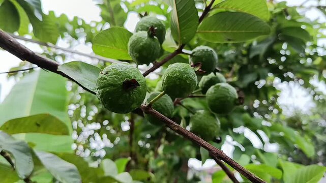 Fresh Guava Fruit Isolated on Natural Background (Psidium guajava)