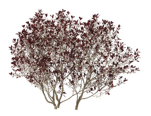 Small flowering shrub isolated on transparent background. Single small flowering tree isolated on transparent background. isolated on white background. Small flower tree PNG. Small flower plant PNG. © indika