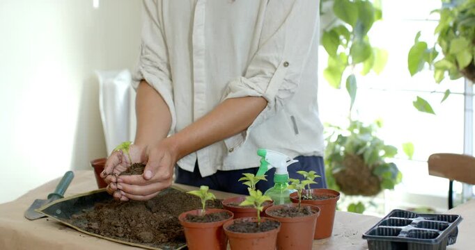 Potting gardener in beige shirt placing seedlings into clay pots by bright window with soil tray