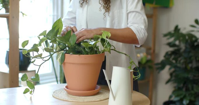 Noticing vines arranging non-binary adult guiding vines to terracotta pot at home in white top