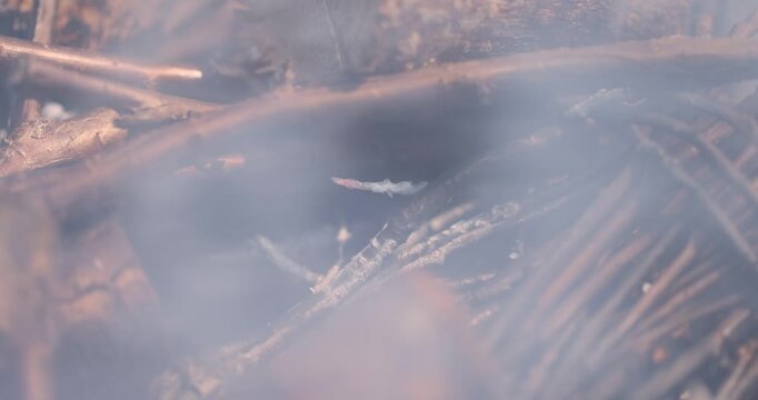 A flame burns on a tree, a bright orange flame around thin branches with white ash and glowing sparks in a bonfire with an organic surface and clear process details.