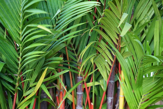 A lush close-up of vibrant green red palm (Cyrtostachys renda)