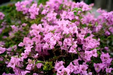 Obraz premium a vibrant cluster of pink bougainvillea flowers in full bloom.