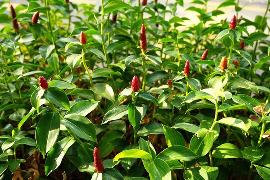 A lush cluster of Costus spicatus, commonly known as the Spiked Spiral Ginger or Indian Head Ginger.