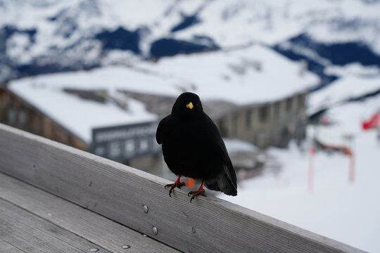 A Yellow-billed Chough (also known as an Alpine Chough) perched on a weathered wooden railing. 