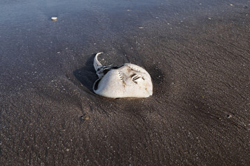 High-angle view of a washed ashore stingray  on the dark sand of the Atlantic Ocean coast in Argentina  © DariaR