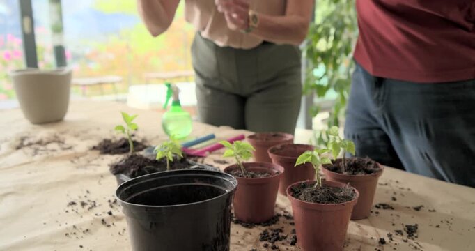 Diverse couple transferring seedlings into terracotta pots at table, prompted by root-bound plant