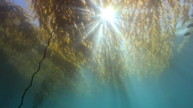 Big Sur Carmel Underwater Sun Shining Through Kelp Forest Video Clip 10 Seconds 4k 60fps