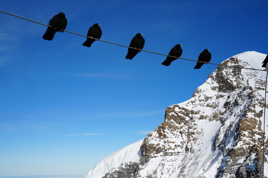 Five  Alpine choughs birds, perched evenly along a thick metal cable. They are set against a striking deep blue sky and a massive, snow-covered mountain peak in the background.
