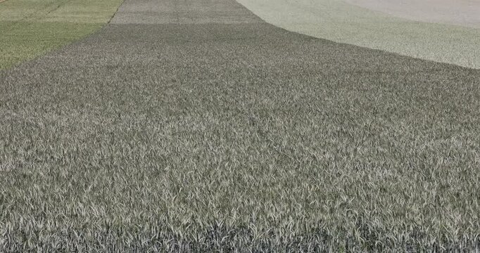 an agricultural field with different types of cereals that have different colors, rye and barley in the field grow next to each other, a large number of cereals growing together