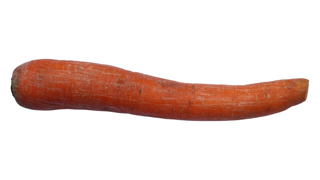 Single Carrot