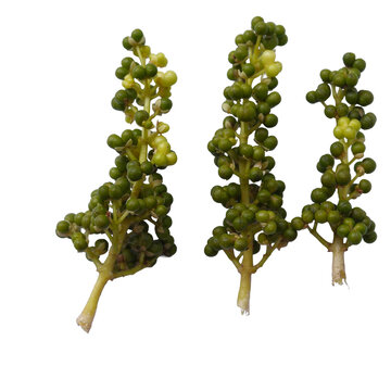 Clusters of Green Peppercorns