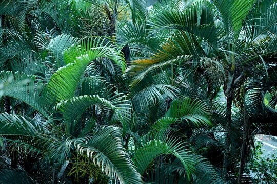 A vibrant, dense thicket of palm trees with long, arching green fronds