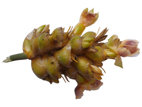 Plant flowers