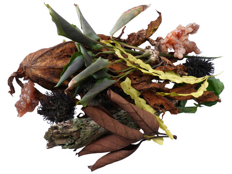 Mixed Dried Leaves and Plant Parts