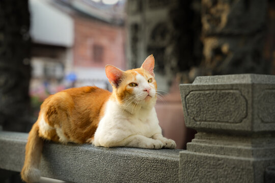 A focused, medium shot of a ginger and white tabby cat resting on a textured gray stone ledge.