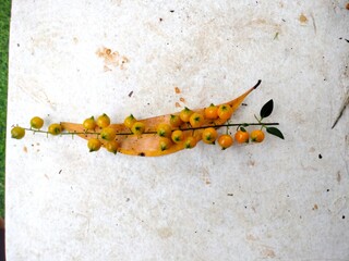 Obraz premium Flat lay photography of yellow golden dewdrop berries resting on a dry brown leaf against a textured white background