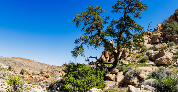 Pinyon Pine Tree on The Desert Queen Mine Trail, Joshua Tree National Park, California, USA