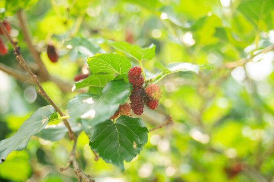 Mulberry fruits on the tree in the garden with nature background