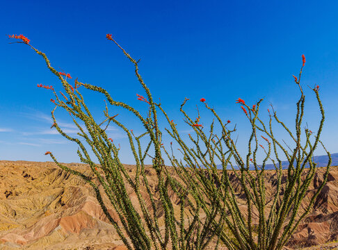 Red Ocotillo Flowers Blooming on The Rim of The Borrego Badlands, Anza-Borrego Desert State Park, California, USA