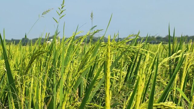A high-definition video capturing ripening green rice plants, also known as Oryza sativa, in an agricultural field. The footage showcases the detailed rice ears a clear blue sky.