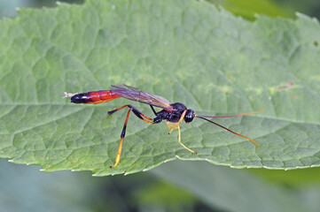 マダラオオアメバチ（北海道・鶴居村）  © 愛 高行
