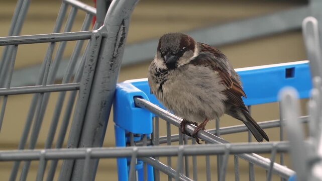 House sparrow perched on a metal shopping cart handle in a retail parking lot.