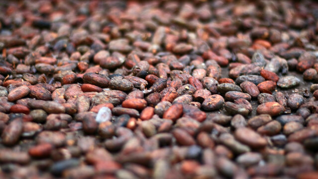 Roasted Cacao beans or cocoa. The dried and fully fermented seed of Theobroma cacao.