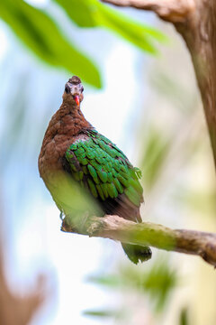 common emerald dove