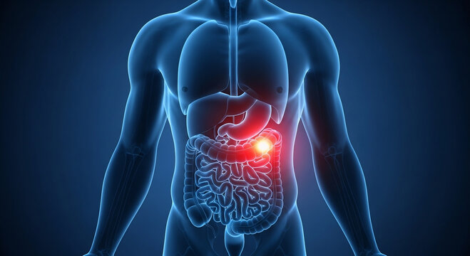 Anatomical illustration of the human digestive system highlighting a painful area in the upper abdomen, likely indicating an issue with the stomach or pancreas.