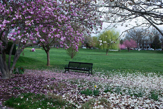 Serene spring scene in Baker Park, Frederick, Maryland, featuring a park bench surrounded by fallen pink and white magnolia petals on the grass.