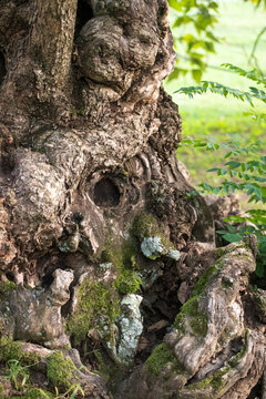 Hoary Old Catalpa Tree Trunk and Moss