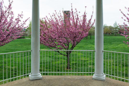 View from the historic white bandstand in Baker Park, Frederick, Maryland, looking out at blooming pink redbud trees and the Joseph Dill Baker Carillon tower.