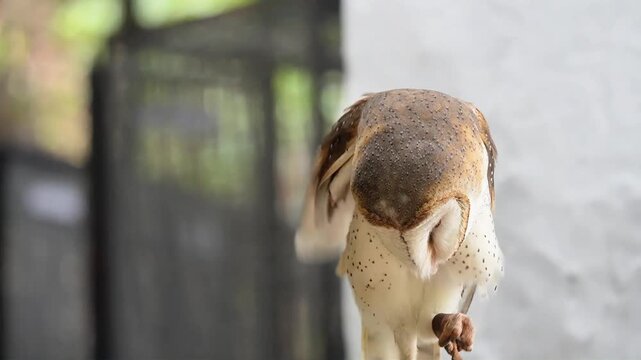 close up of owl and its anklet, the barn owl checking its foot anklet in the afternoon in the park, owl routine during the day