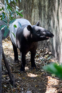 Tapir in an aviary stands against the wall