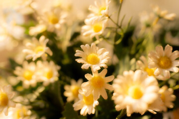 Obraz premium yellow flowers in the garden