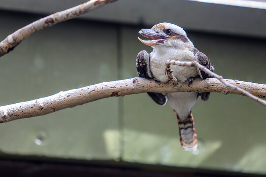 kookaburra