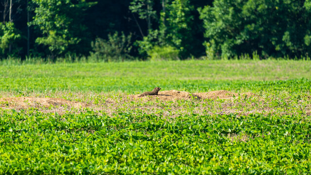 Eye-level landscape of a small groundhog (Marmota monax) at the entrance to a burrow in an agricultural field
