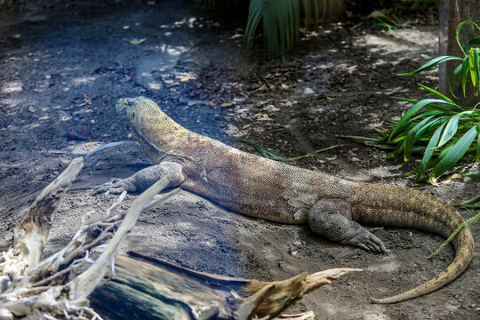 Komodo dragon