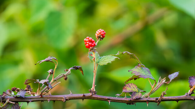 Macro view of a thorny raspberry branch with bright red berries (Rubus strigosus)