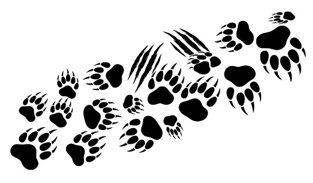 Bear paw and claw marks silhouettes dynamic wildlife trail vector illustration
